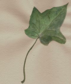 Hederix hedera, aquarel.jpg